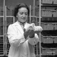 Zakłady Drobiarskie Prochowice i Złotoryja