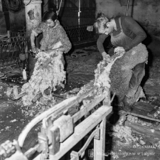 Przemk&oacute;w konkurs strzyżenia owiec