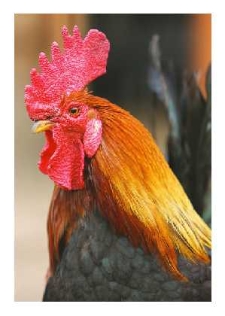 Zielononóżka kuropatwiana