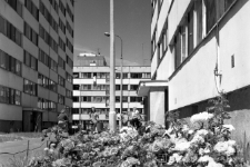 Kwiaty na betonowej pustyni