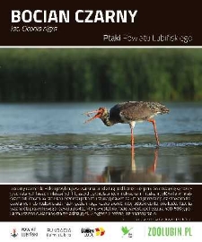 Ptaki powiatu lubińskiego