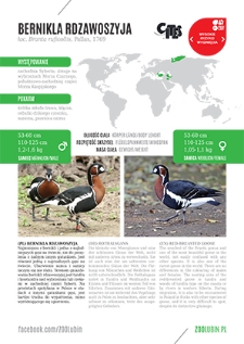 Bernikla rdzawoszyja