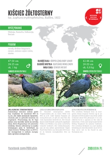 Kiściec żółtosterny