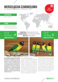 Nierozłączka czarnogłowa