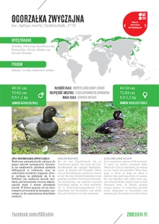 Ogorzałka zwyczajna