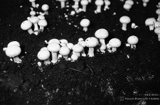 Zakłady Górnicze „Konrad” w Iwinach