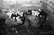 Zakłady Górnicze „Konrad” w Iwinach