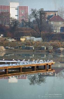 Kąpielisko Kormoran