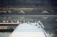 Kąpielisko Kormoran