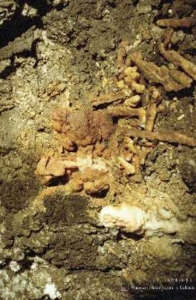 Zakłady Górnicze „Rudna” : wyrobiska górnicze