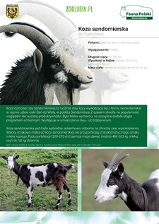 Koza sandomierska
