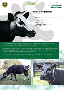 Krowa białogrzbieta