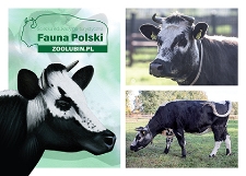 Krowa białogrzbieta