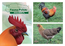 Kura zielononóżka kuropatwiana