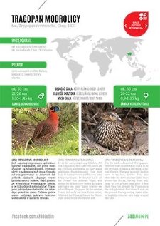 Tragopan modrolicy